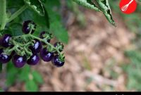 Blue Foods Guide: Fruits, Vegetables, Meats & Spices Explained