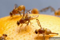 5 Proven Ways to Get Rid of Fruit Flies at Home