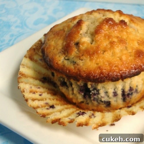 Blueberry Muffin