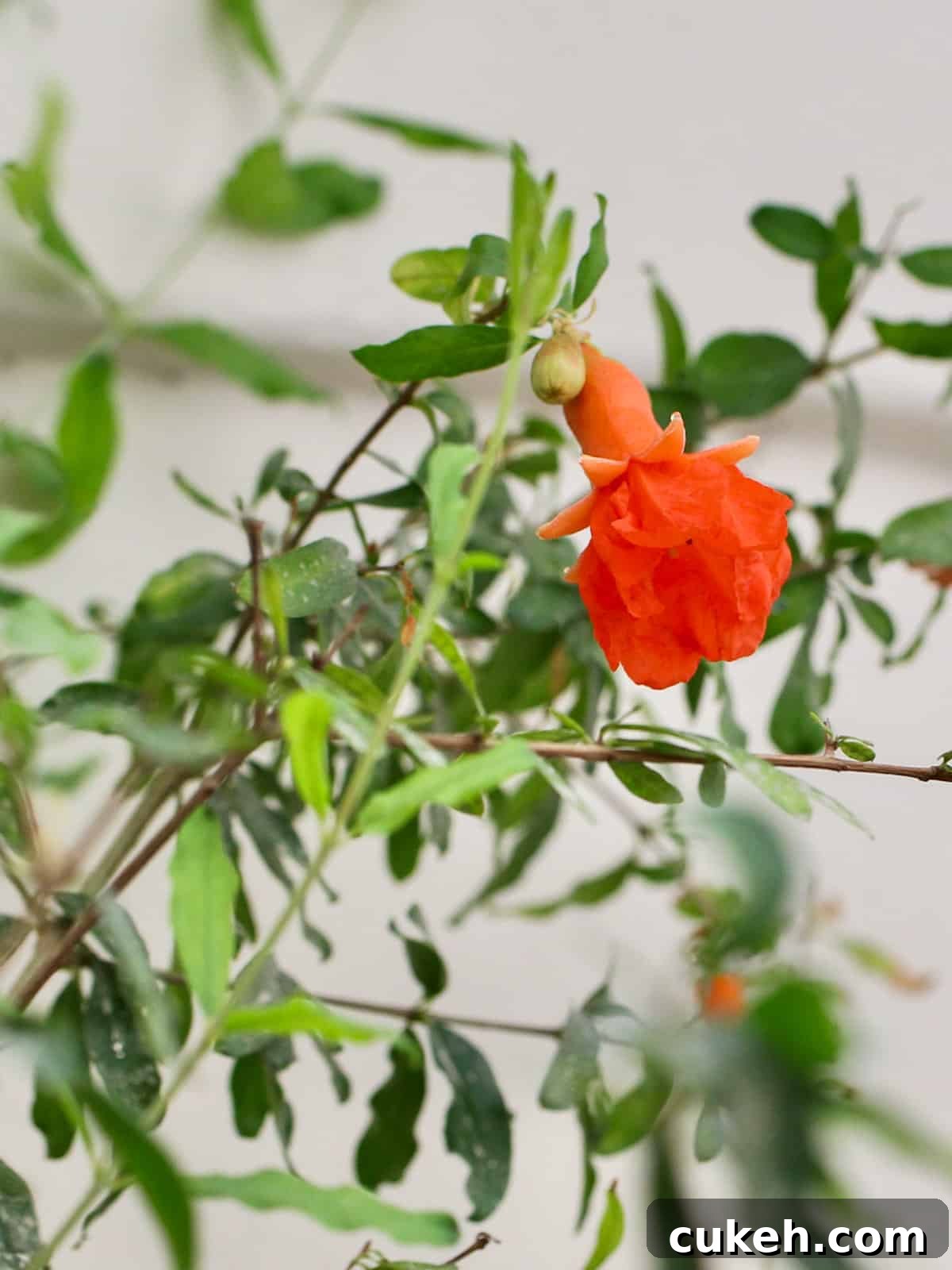 pomegranate flower