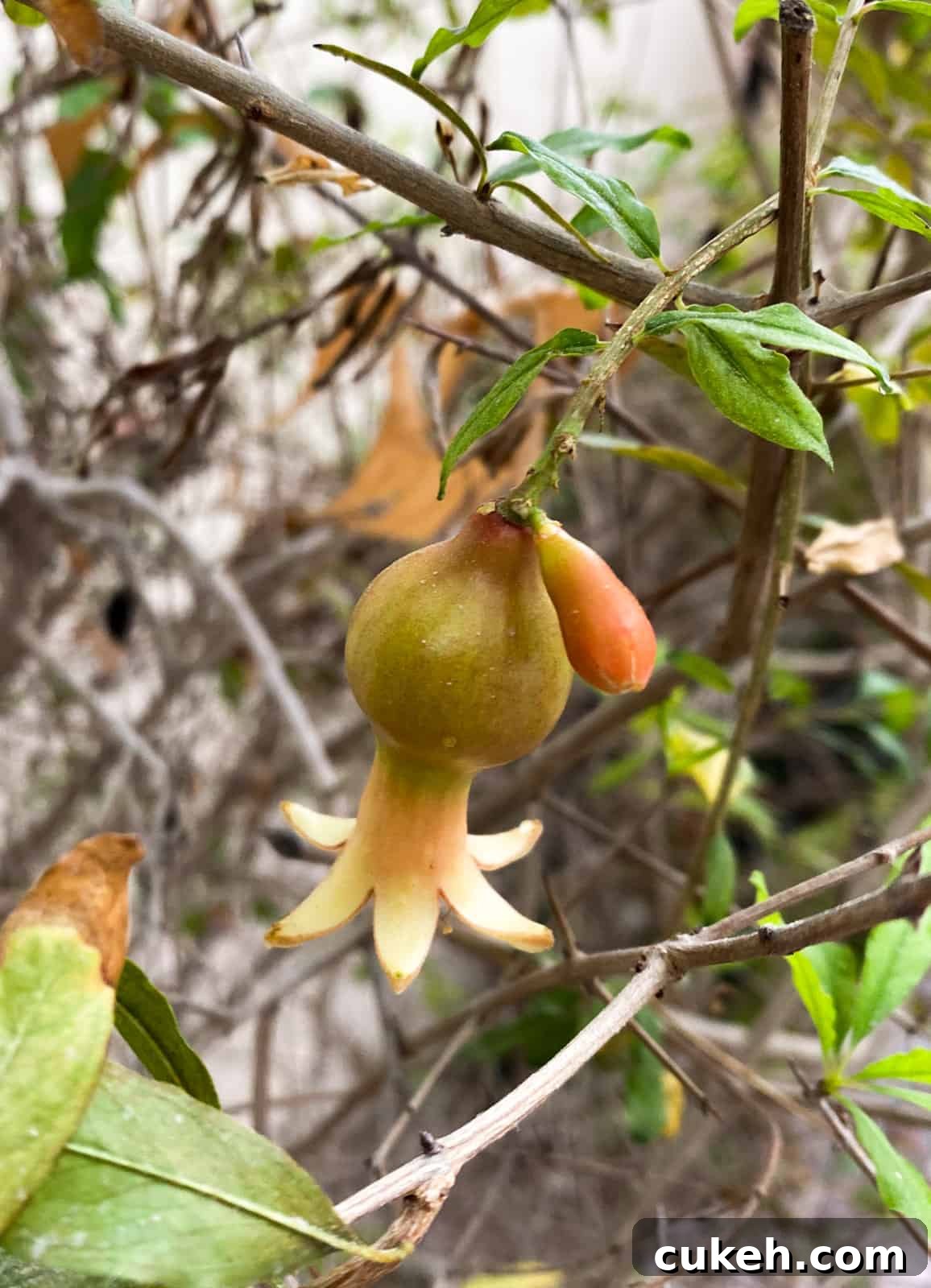 flower bulging into a bulb