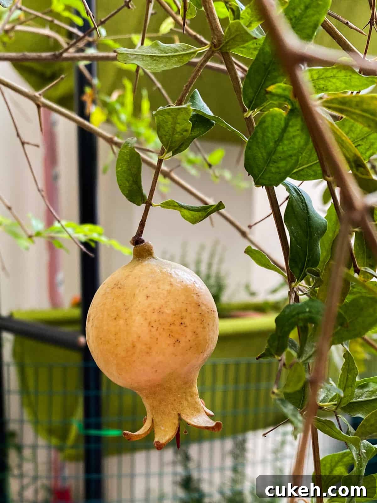 pomegranate fruit growing