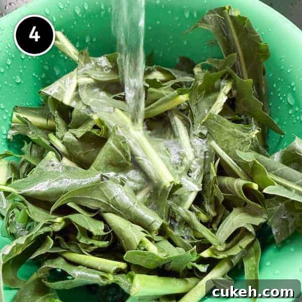 A colander filled with chicory leaves under a running tap of cold water.