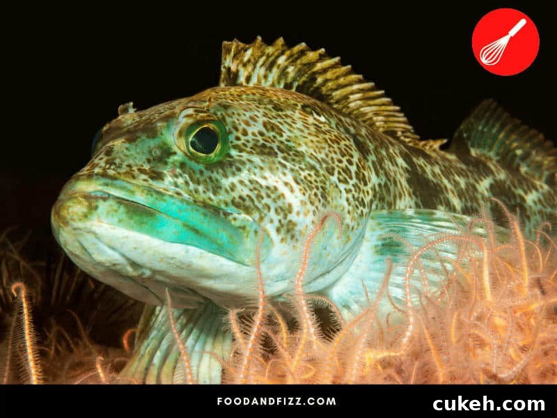 Blue Foods Guide: Fruits, Vegetables, Meats & Spices Explained 8 Lingcod