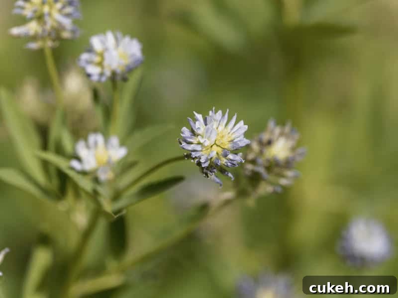 Blue Foods Guide: Fruits, Vegetables, Meats & Spices Explained 9 Blue fenugreek