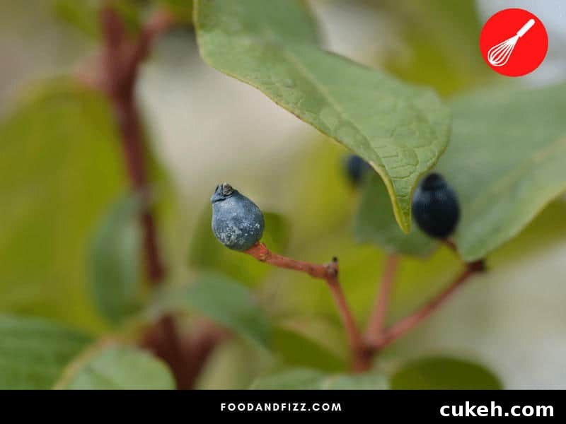 Blue Foods Guide: Fruits, Vegetables, Meats & Spices Explained 4 Laurestine
