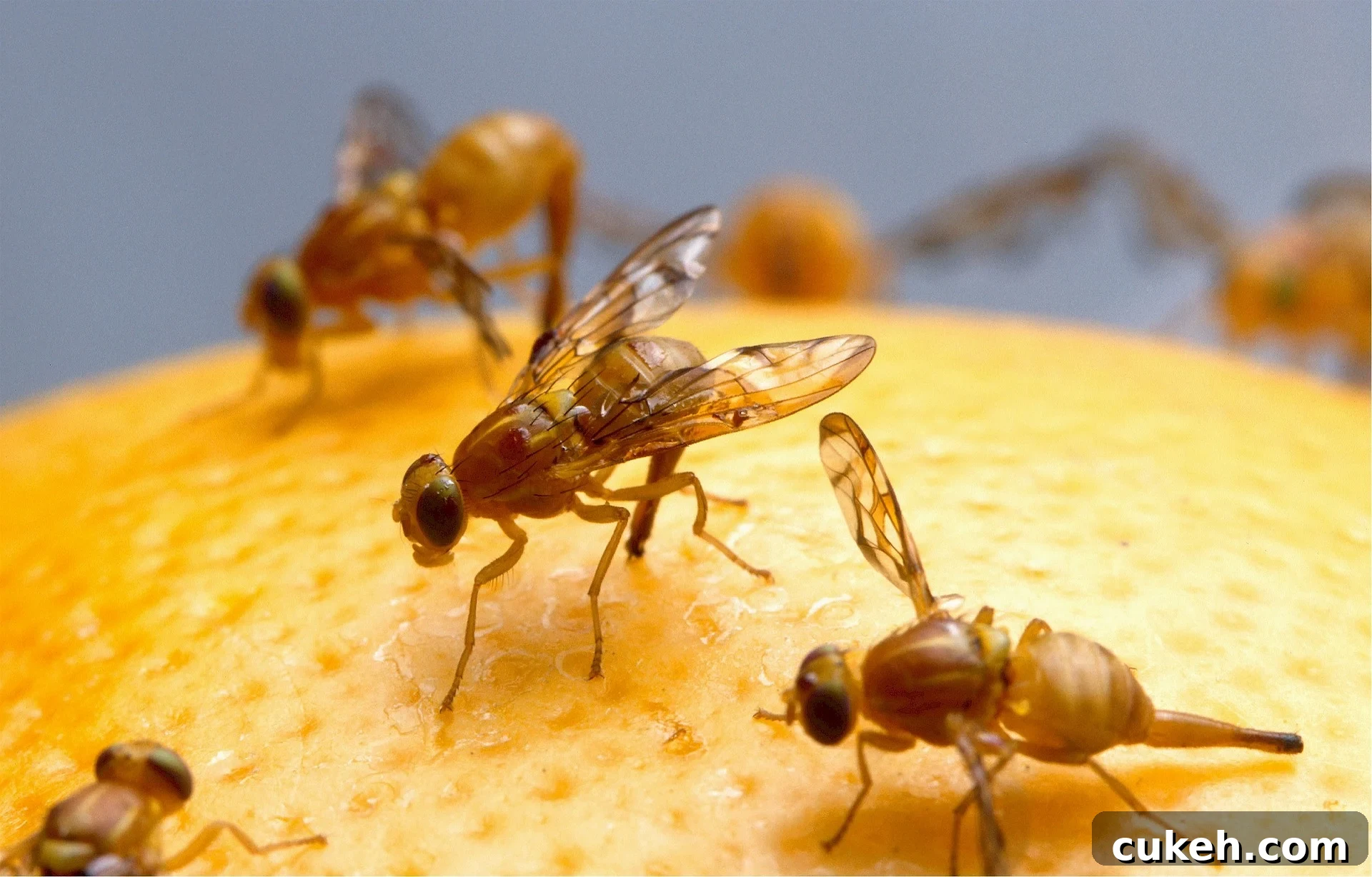 How to Free Your Home of Pesky Fruit Flies