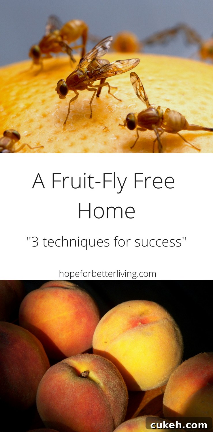 Keep your home fruit fly free with simple tips